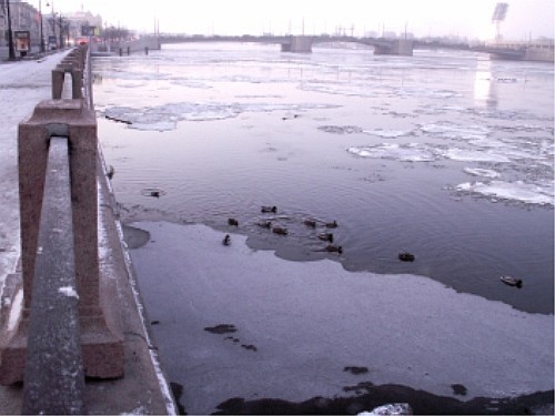 Тучков мост и немерзнущие утки